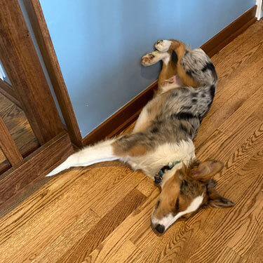 My puppy Digit sleeping with his back legs up on the wall